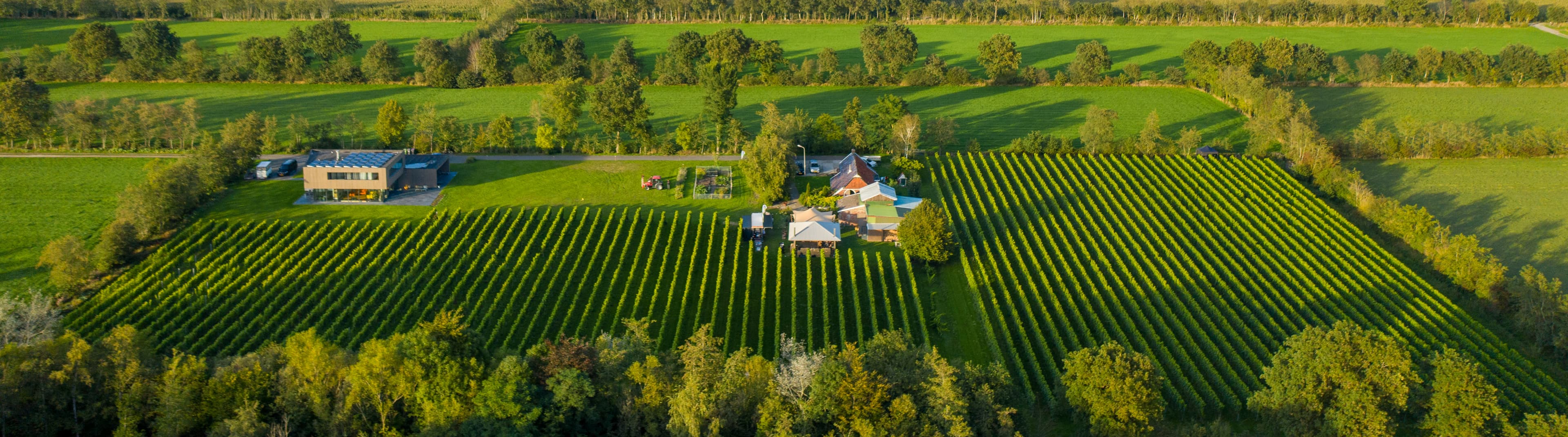 Afbeelding van de wijngaard