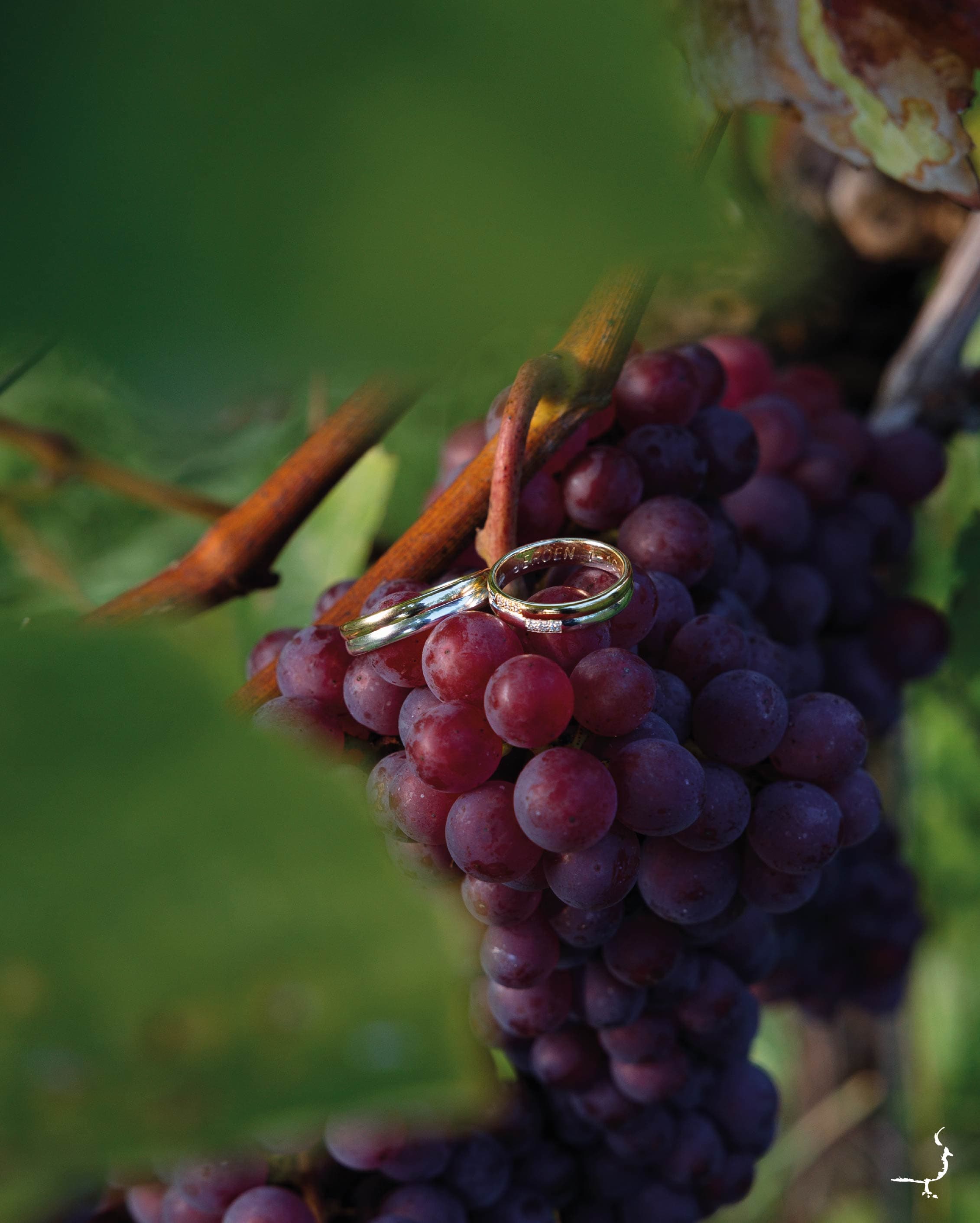 Afbeelding van de bruiloft bij Wijngaard de Frysling