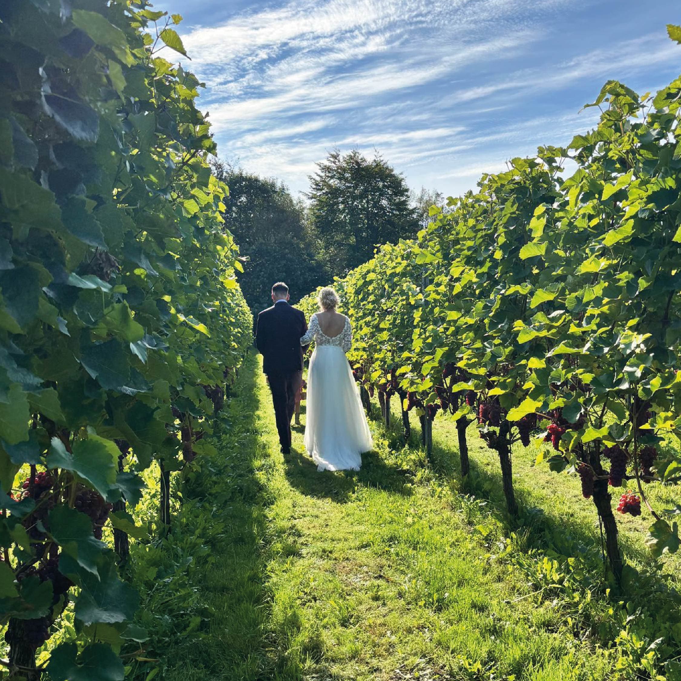 Afbeelding van bruidskoppel in de wijngaard